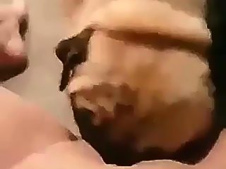 Homemade beastiality licking