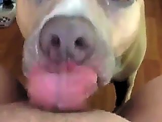 Homemade beastiality licking