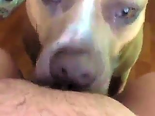 Homemade beastiality licking