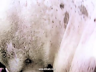 Beastiality pig porn