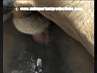 Dog fuck slowmotion