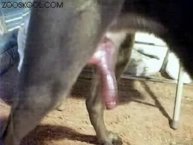 Slow motion beastiality porn. BBW fucked by dog